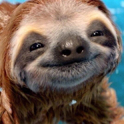 sloths: idk?? earth???